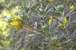 Genistalinifolia5jm sml.jpg