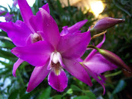 Laelia1.jpeg