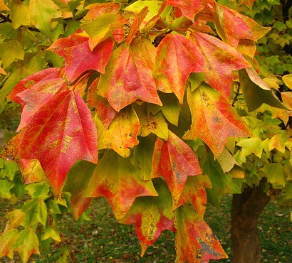 Archivo:Acer brugr.jpg