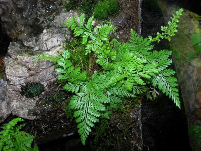 Archivo:Asplenium adiantum-nigrum.jpg