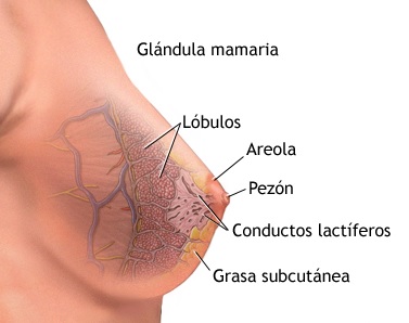 Archivo:C de mama.jpg