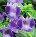 Torenia fournieri.jpeg