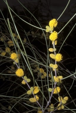 Archivo:Acacia filifolia 3.jpg