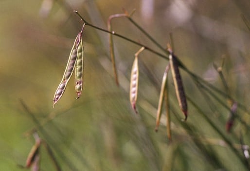 Archivo:Acacia flagelliformis 4.jpg