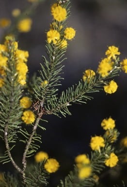 Archivo:Acacia leptalea 2.jpg