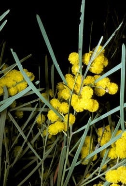 Archivo:Acacia linearifolia 3.jpg