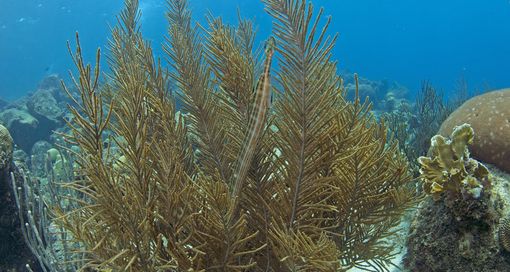Archivo:Bipinnate Sea PlumesPseudopterogorgia bipinnata0352.jpg