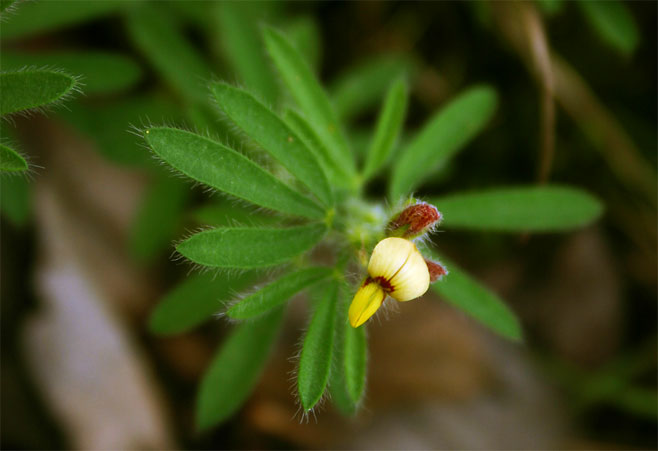 Archivo:Crotalaria alexandri 2.jpg