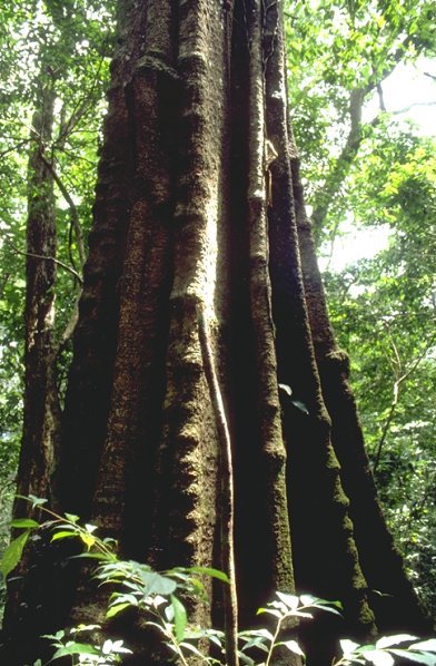 Archivo:Ficus recurvata2.jpg