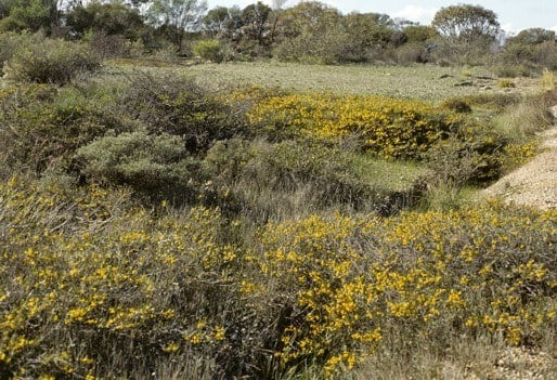 Archivo:Acacia cochlocarpa.jpg