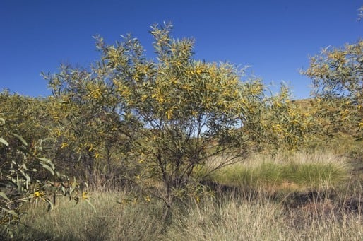 Archivo:Acacia fecunda.jpg