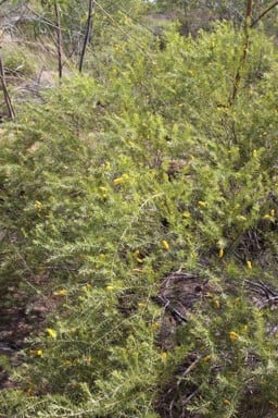 Acacia kelleri.jpg