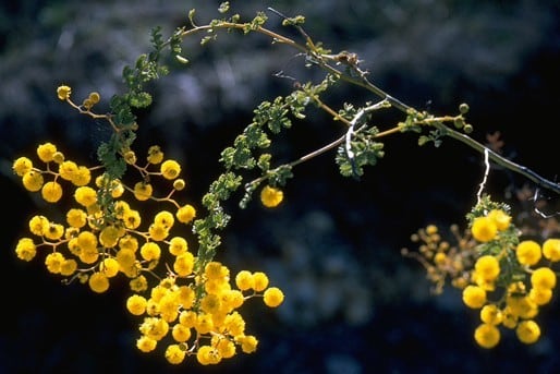 Archivo:Acacia leptoclada 1.jpg