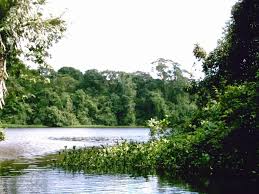 RNVS Mixto Conchal portada.jpg