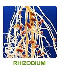 Rhizobium 2.jpg