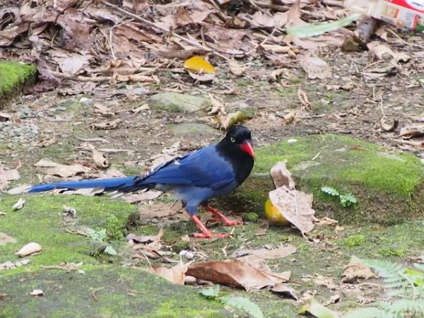 Archivo:Urraca de formosa urocissa caerulea.jpg