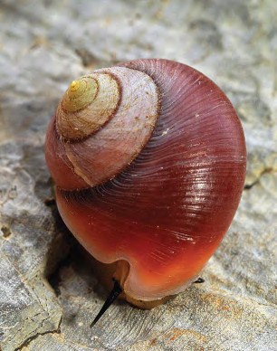 Archivo:Vaina regina .jpg