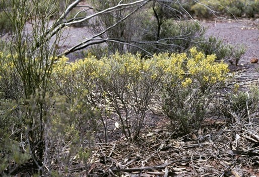 Archivo:Acacia hystrix 1.jpg