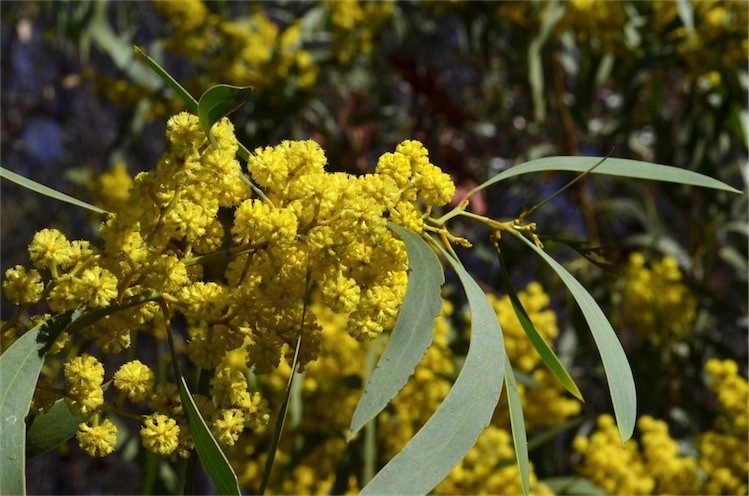 Archivo:Acacia leiophylla 2.jpg