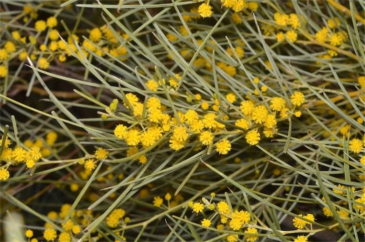 Archivo:Acacia loderi 2.jpg