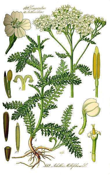 Archivo:Achillea millefolium partes.jpg