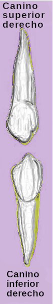 Caninos superior e inferior derechos.png