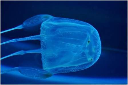 Cubomedusas o avispas de mar - EcuRed