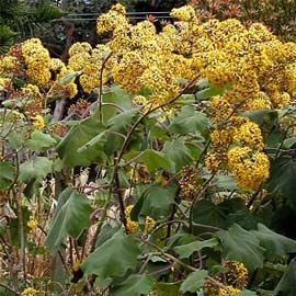 GERMANIO DE CALIFORNIA.JPG