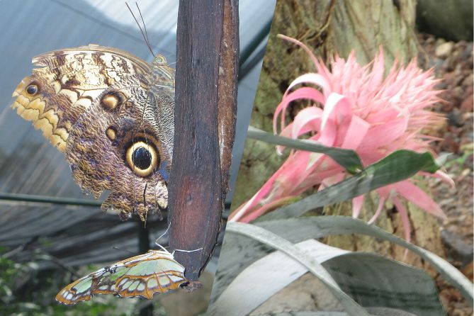 Mariposario-y-Orquidario-en-el-descabezadero.jpg