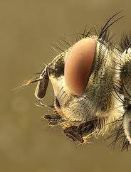 Mosca Moscardón.jpeg