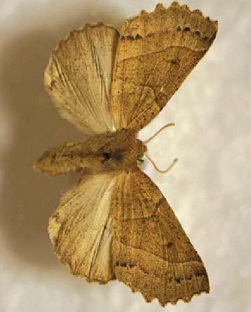 Omaguaca longibursae.jpg