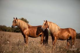 Poni Landes.jpg
