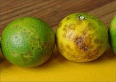 Síntomas en los frutos.jpeg