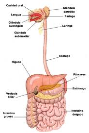 sentido común Miniatura Paine Gillic Tubo digestivo - EcuRed