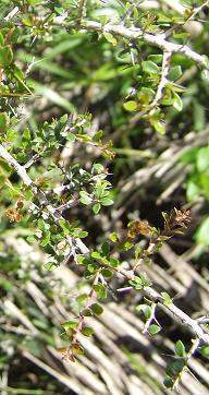 Xylosma rhombifolia.jpg