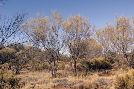 Archivo:Acacia clelandii.jpg