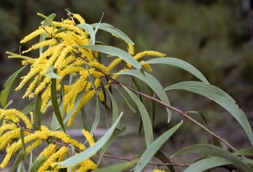 Archivo:Acacia leptocarpa 4.jpg