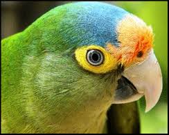 Aratinga Cabecifusca..jpg