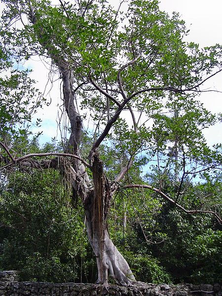 Archivo:Ficus aurea.jpg