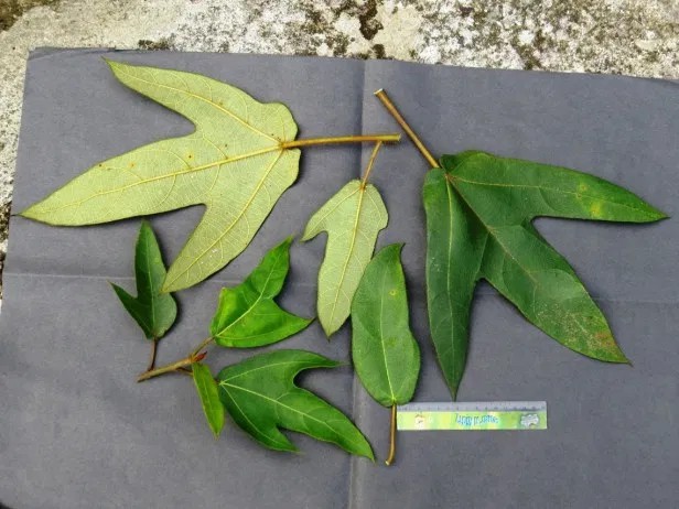 Archivo:Ficus brunneoaurata hojas.jpg