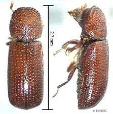 Pequeño barrenador de los granos.jpg