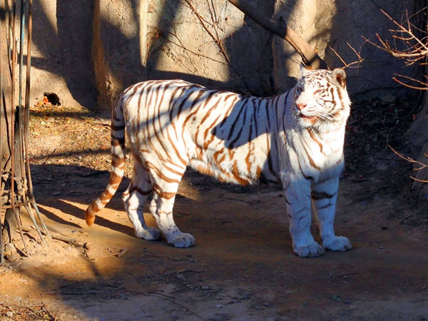 Archivo:Zoológico de Pekín4.jpg