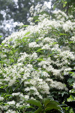 250px-Clematis apiifolia 2.jpg