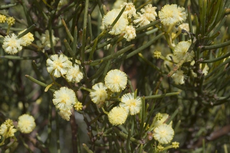 Archivo:Acacia gonophylla 1.jpg