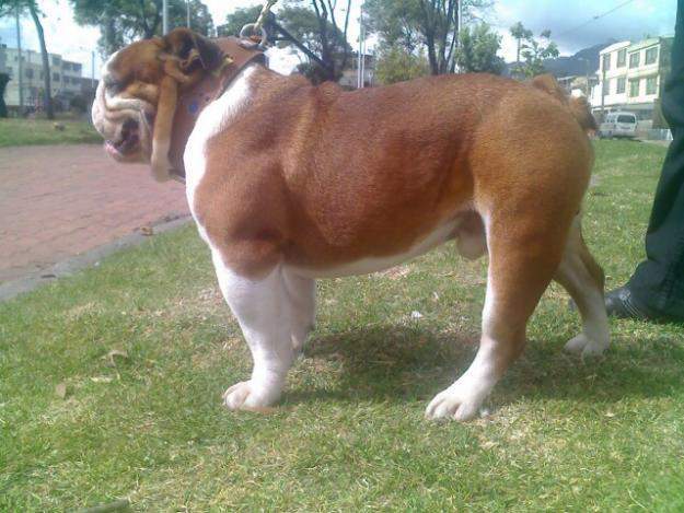 Archivo:BB del Valle .jpg