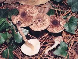 Lepiota pseudohelveola.jpg