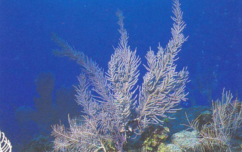 Archivo:Muriceopsis flavida.jpg