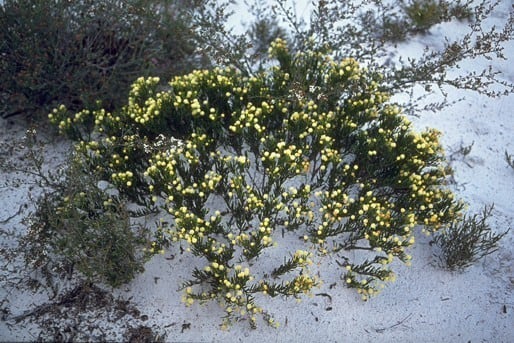 Archivo:Acacia maxwellii.jpg