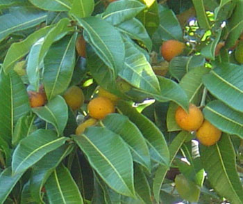 Brosimum alicastrum - EcuRed