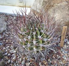Echinopsis ferox.jpeg